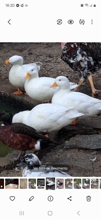 Galinhas patos garnizas perus fracas