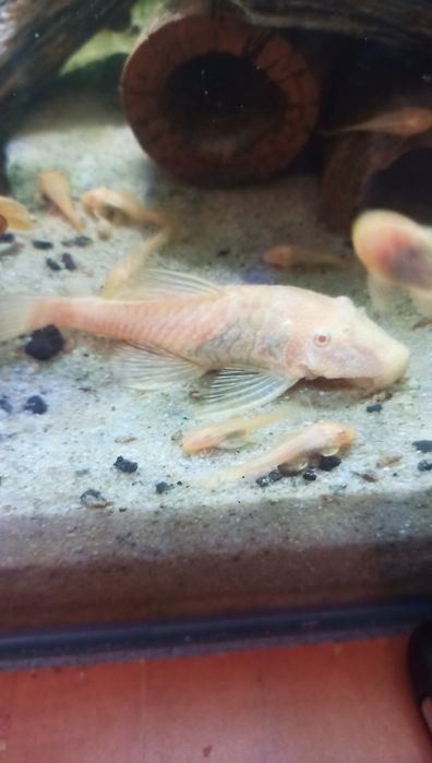 Glonojady (Ancitrus albino )