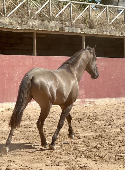 Poldro Lusitano Puro - Potro Bay Blue book Complet Ortigao coast lines
