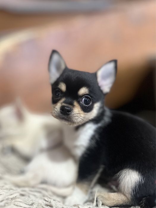 DODO - uroczy mały facecik. REZERWACJA