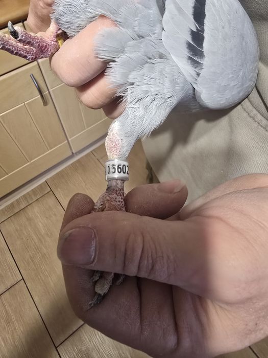 Gołębie pocztowe 77