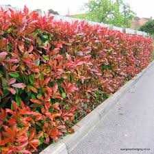 Photinia Red Robin