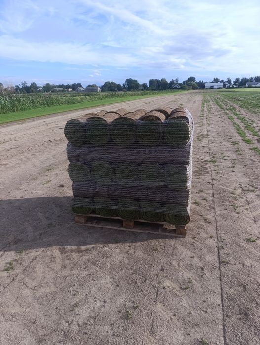 Trawa z rolki/Producent/Transport