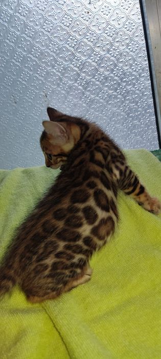 Gatinha  Bengal 2  meses