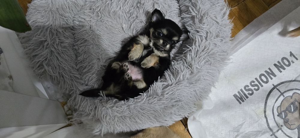 Chihuahua długowłosa