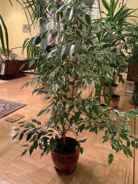Продам вазони  400 грн.
