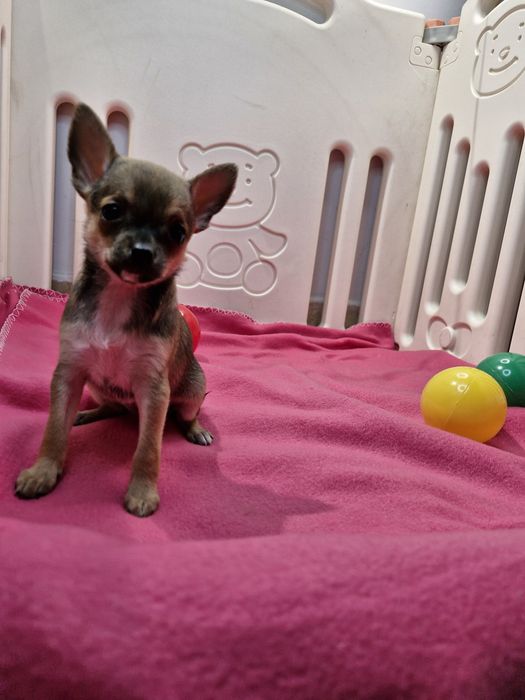 Suczka Chihuahua