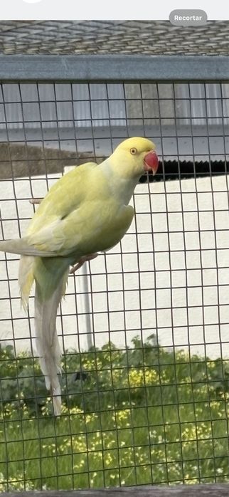 Ring neck Azul turquesa pálido