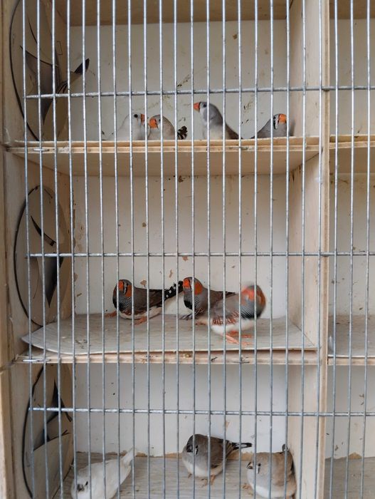 Sprzedam przepiękne zeberki