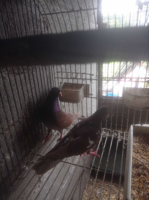 Vendo pombas da raça cambalhota