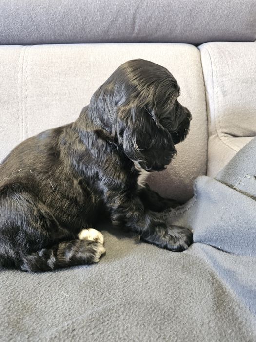 Czarna Suczka Cockier Spaniel Angielski