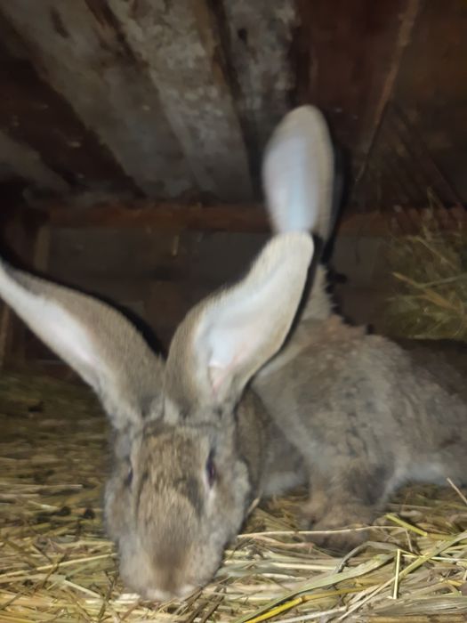 Króliki olbrzymy belgijskie