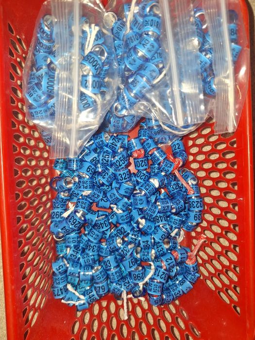 Obrączki dla gołębi ozdobnych , pocztowych różne rozmiary 2025r