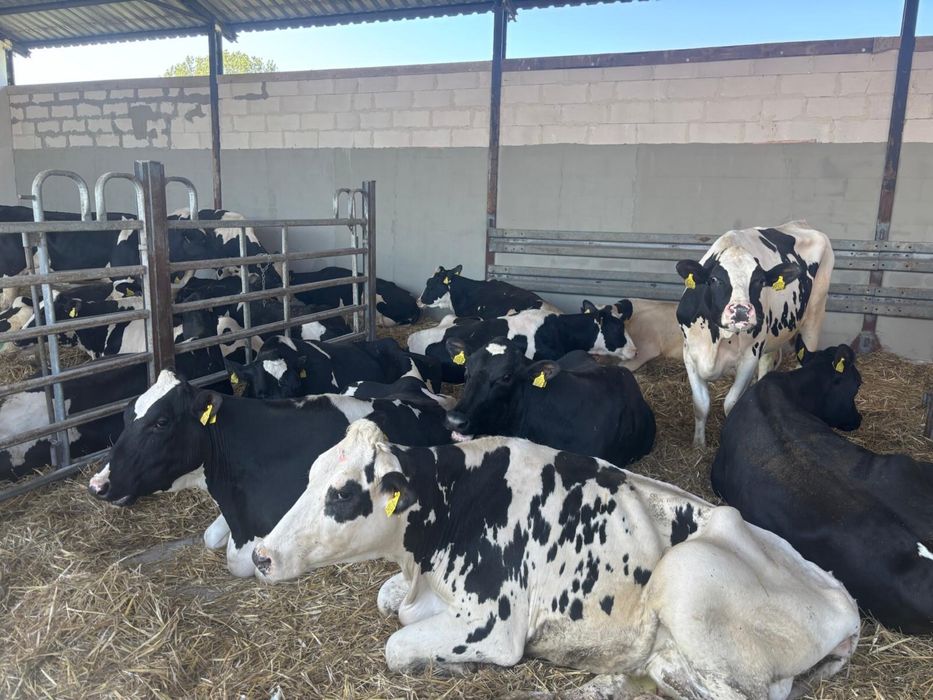 Jałówki cielne pierwiastki  krowy HFHO Import