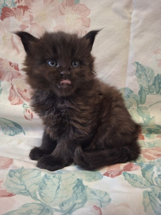 Ваш будущий мейн-кун уже здесь — редкий чёрный дым