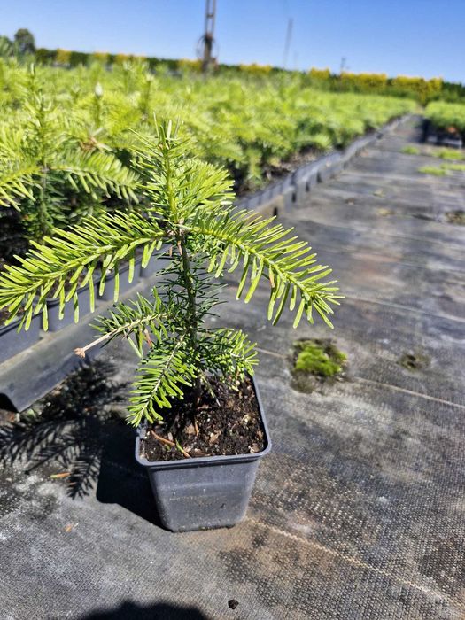 podkładka sosna sylvestris, omorika,nordmandiana