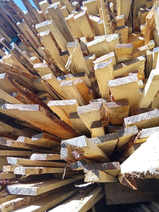 Lenha de pinho seca para fornos de assar leitões e padarias