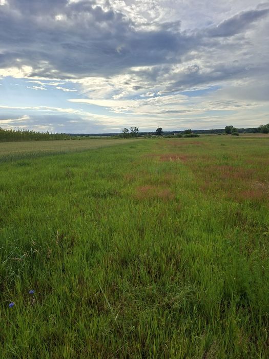 Działka rolna 29 arów  Breń