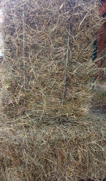 Сіно літо 2025року