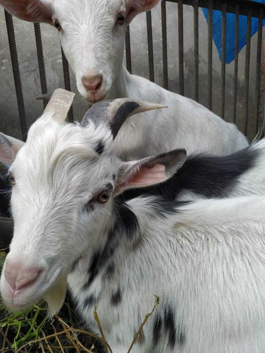 Продам козла з рогами і кізоньки