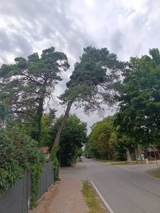 Oddam sosnę w zamian za wycinkę