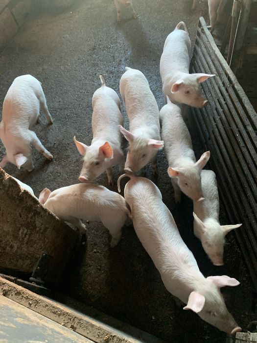 Leitoes bissaros com F1 prontos pra sair ja comem bem e bons pra assar