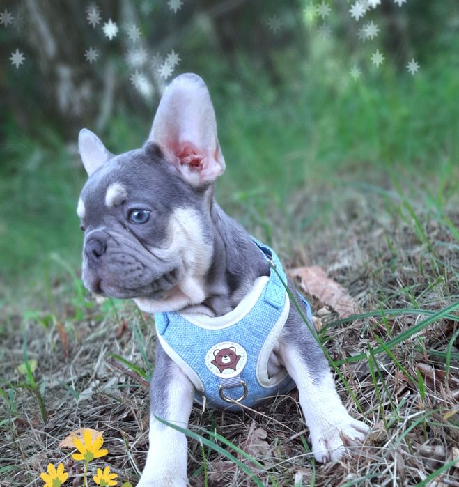 Buldog francuski  szczeniaczki liliowe