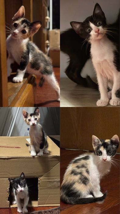 Gatinhos Bebés (2 Meses) para Adoção Responsável – Paredes