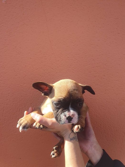 Venda  Bulldog    frances