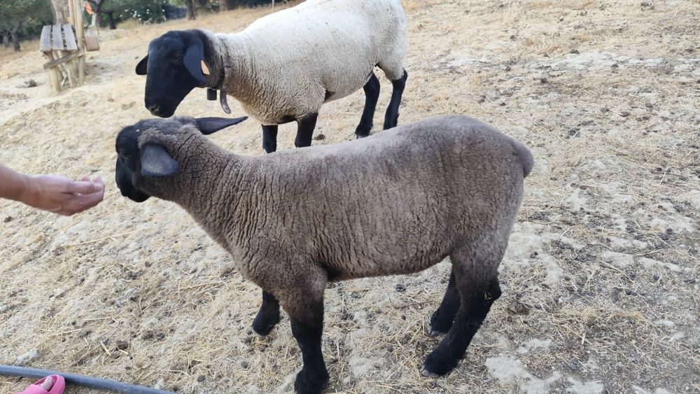 Suffolk borrego disponível