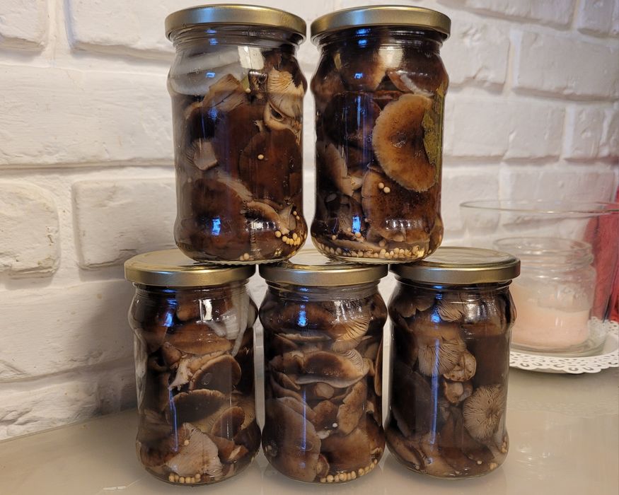 Kania kanie Rydze podgrzybki prawdziwki borowik opieńki gąski kozaki m