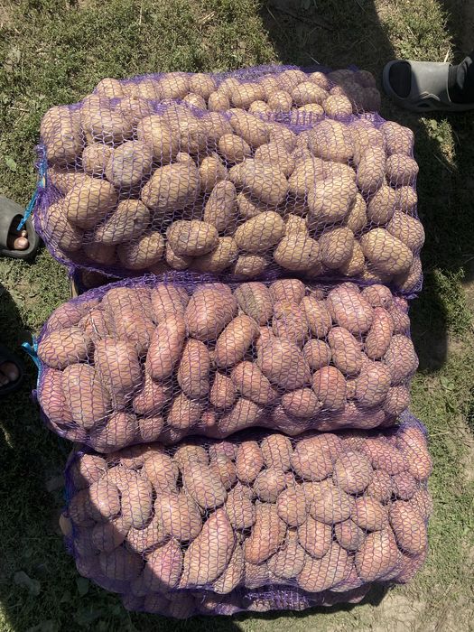 Продам картоплю Сокаль Червоноград