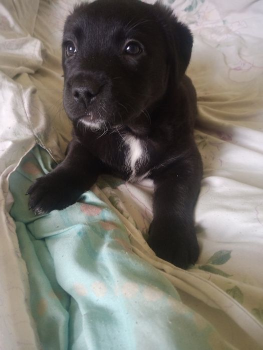 Отдам в хорошие руки