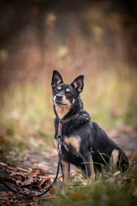 Kolejna zima w schronisku?Mały, czarny, starszy pies w typie Shiba Inu