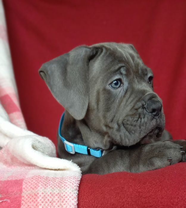 Cane Corso  sunia ARVENA