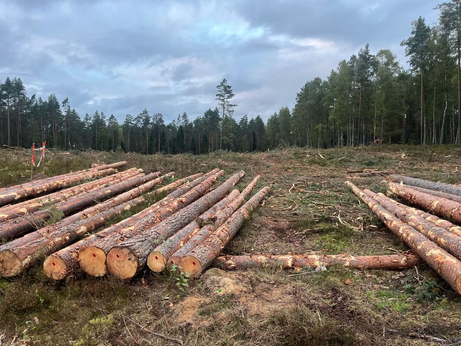 Usługi ogrodnicze ścinka, wycinka drzew rebak zrabkowanie gałęzi