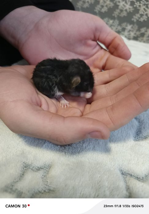 Крысята Реск и Дамбо