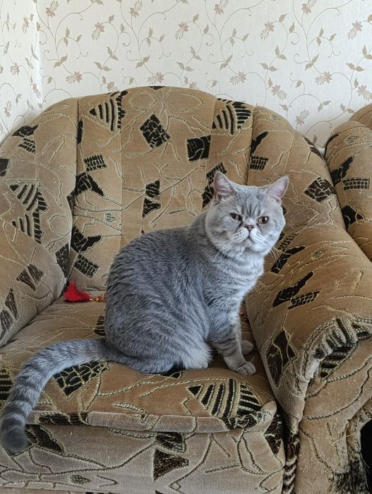 Шотландский голубой пятнистый а24 Гудвин