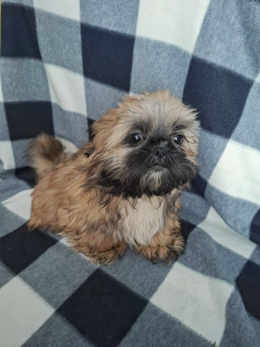 Щенки ши-тцу Харьков