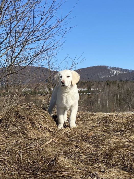 ПРЕМІУМ Голден ретривер хлопчик 5 місяців