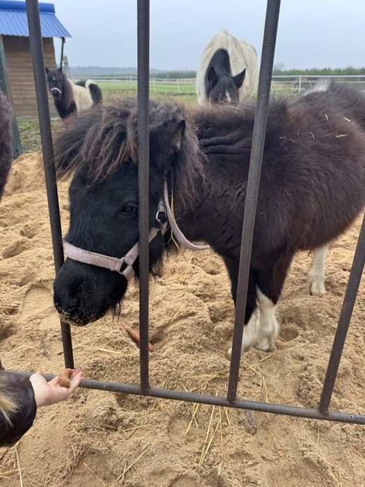 Konik kucyk klacz 100cm na sprzedaż