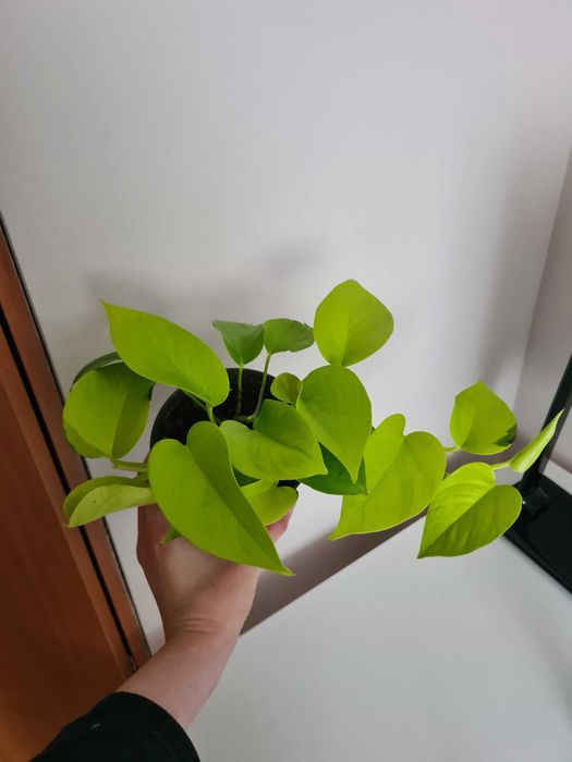 Epipremnum złociste i golden pothos
