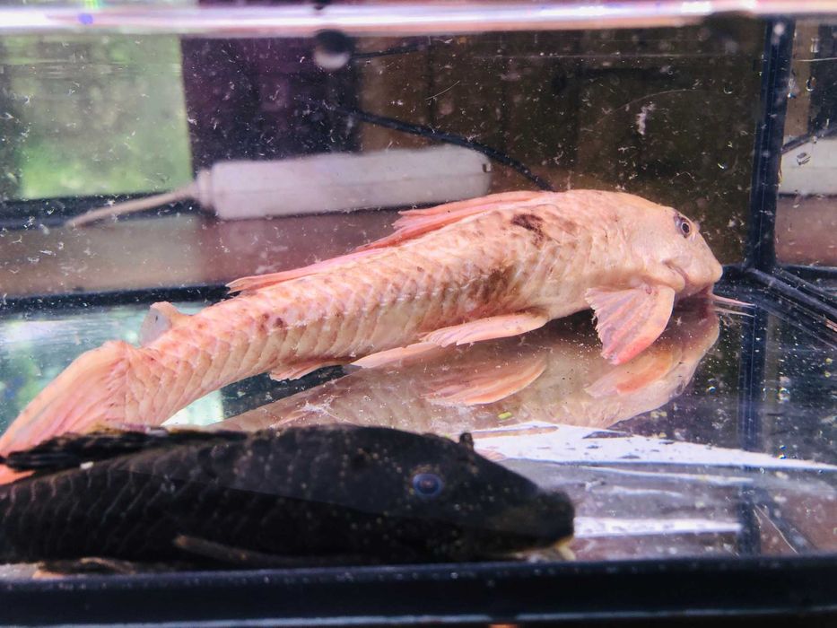 Glonojad , Zbrojnik Albinos 30 cm