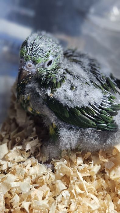 Loris Molucanos  para acabar de criar a mão