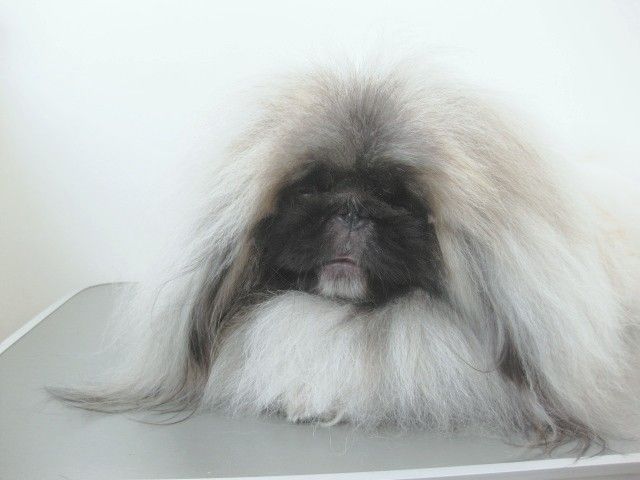 Чистокровный пекинес.Вязка