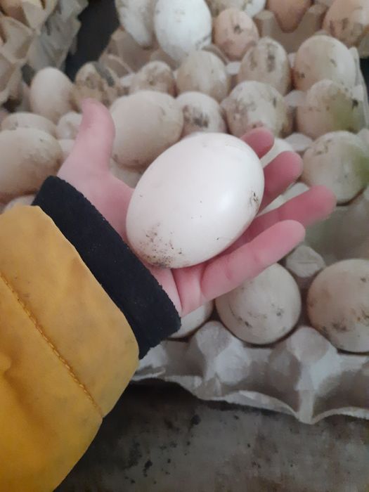 Інкубаційні яйця індокачок