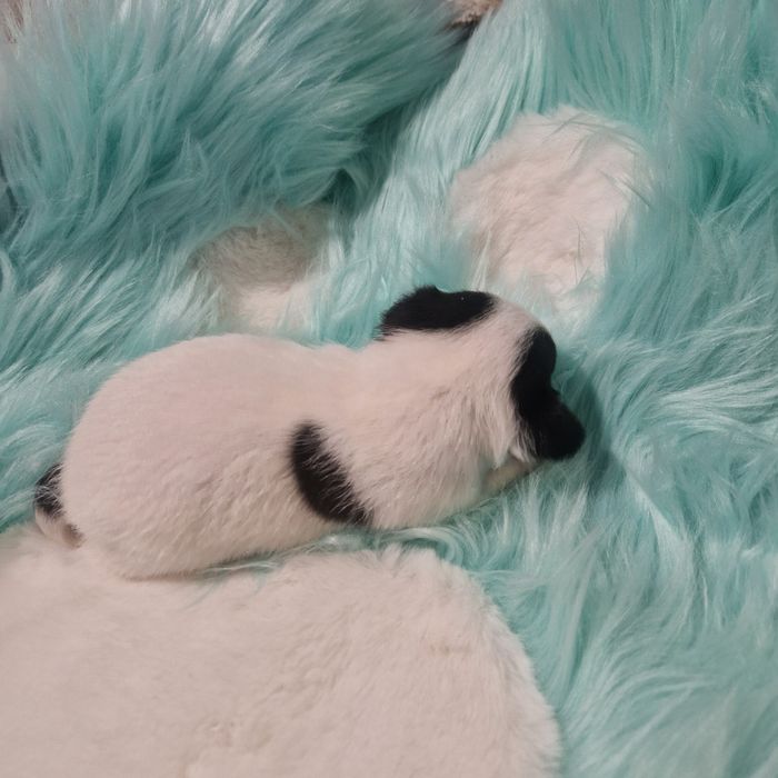 Чіхуахуа хлопчик