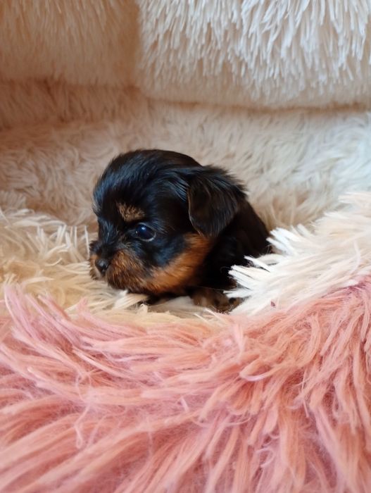 Yorkshire Terrier