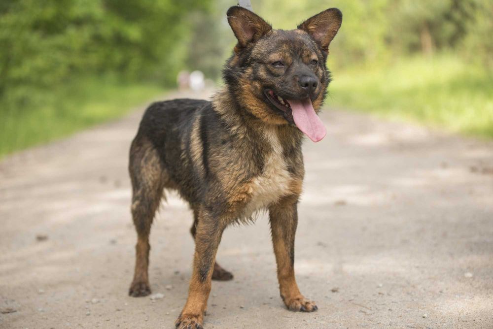 Bungee: łagodny, przyjazny eksplorator