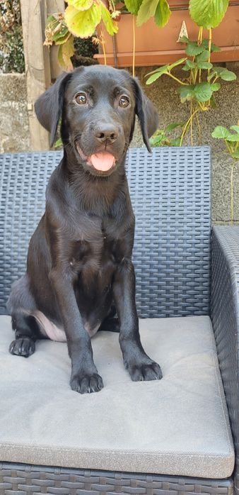 Labradora femea preta